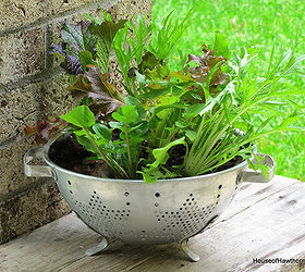 growing lettuce in a colander or how to grow and wash your veggies all in the same, container gardening, gardening, Lettuce bowl out of old colander