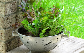 Cultivar lechuga en un colador (o cómo cultivar y lavar las verduras en el mismo recipiente)