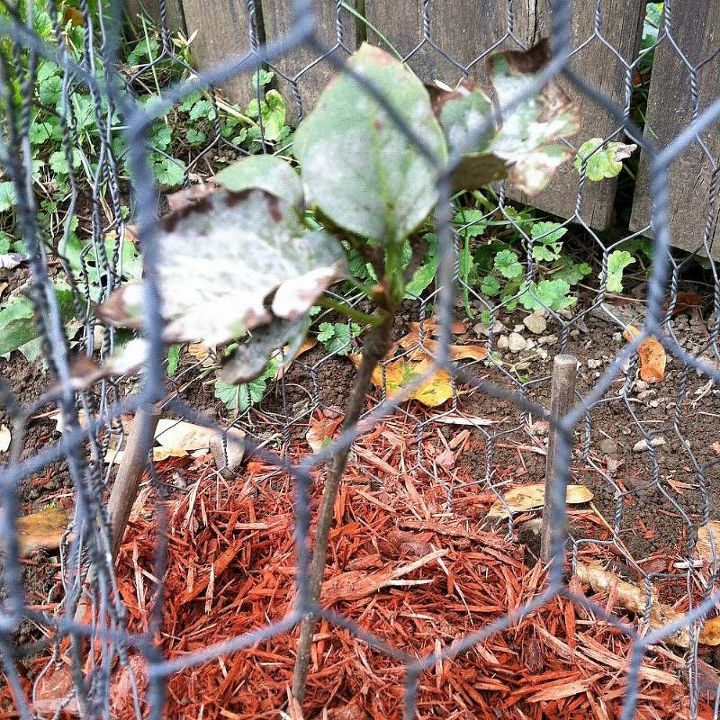 q lilac sapling discolored leaves, gardening
