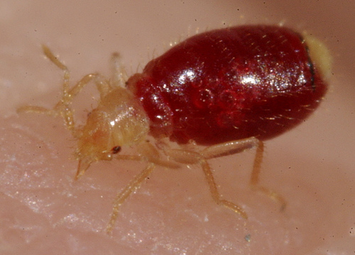 bed bugs facts and info, pest control, engorged bed bug
