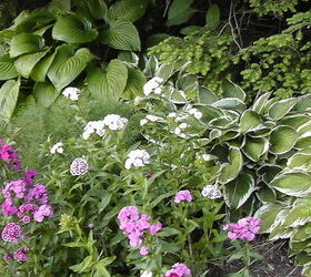 i d like to share my collections, flowers, gardening, Several of my Hostas