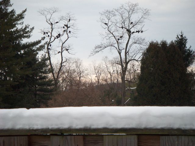 q can anyone identify these birds, pets animals, With 6 inches of snow seen here on our backyard fence I m wondering why any birds would still be seen around