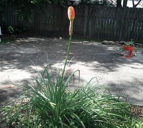 q what is this plant it is in mid state louisiana, gardening