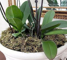 caring for orchids, gardening, Provide ample circulation around the base These orchids are actually int heir original pots with damp newspaper crumpled around the base to provide circulation support and humidity