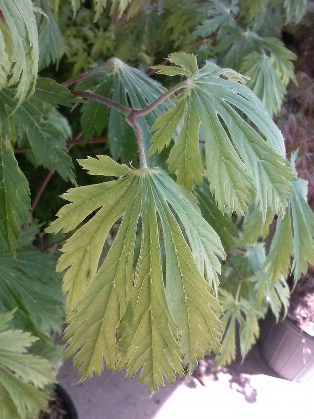 my love affair, Aconitofolium