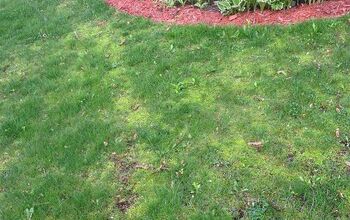  O musgo que cresce no meu gramado