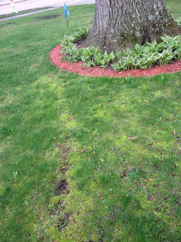 moss growing on my lawn, gardening, landscape, Moss everywhere