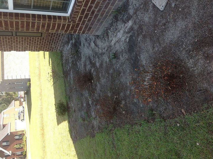 bought new house and shrubs builder put in are dying