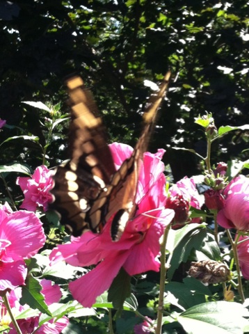 butterflies and dragonfiles, outdoor living, pets animals, another favorite