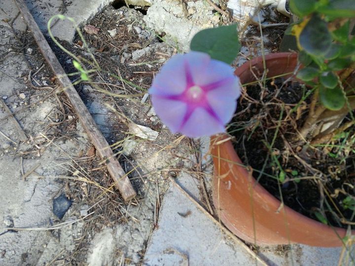 my 2013 flowers, flowers, gardening, hibiscus, here is another morning glory its more blue than purple