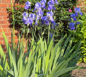 garden blooms june zone 6, container gardening, flowers, gardening, hibiscus, hydrangea, outdoor living, Iris early May