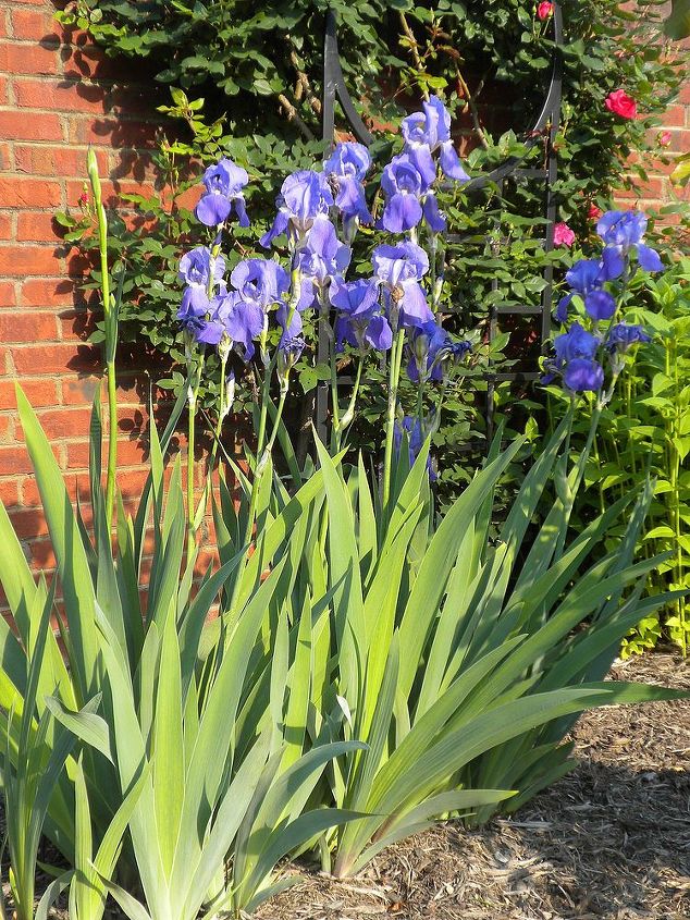 garden blooms june zone 6, container gardening, flowers, gardening, hibiscus, hydrangea, outdoor living, Iris early May