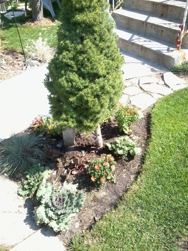 fall landscape i created at my parents home, landscape, outdoor living, Kale and Mums