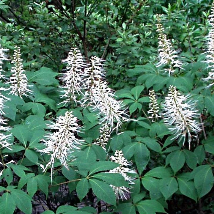 plant sourcing bottlebrush buckeye, gardening, Bottlebrush Buckeye Aesculus Parviflora