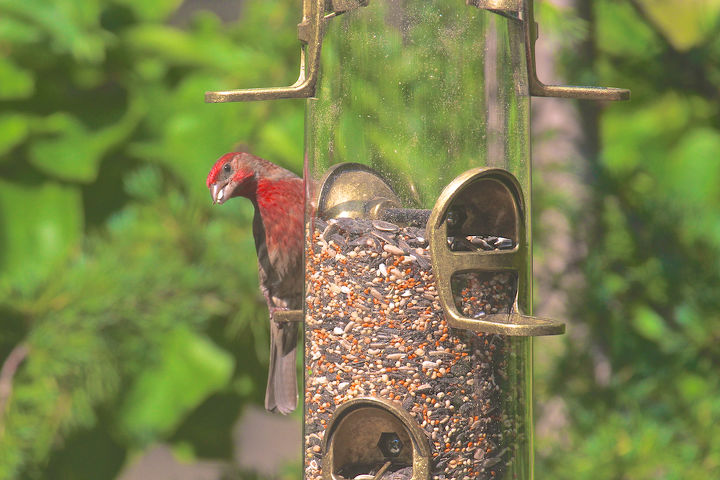catching crumbs that fall to the floor followup 3 to 8 22 s post, decks, gardening, outdoor living, pets animals, urban living, Male House Finch Enjoys Feeder Image featured with a great story