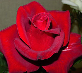4th of july roses that speak to america, gardening, Veteran s Honor Hybrid tea