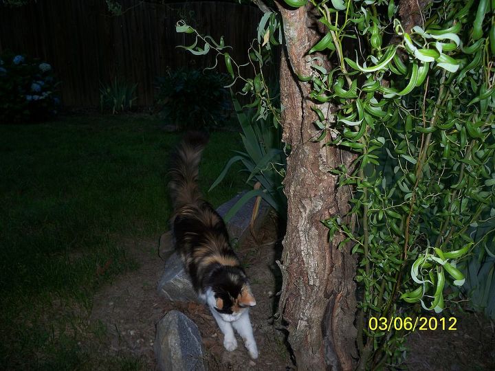 is something wrong w the bark of my curly willow aka corkscrew tree, I did snip all the new growth off just the other day I have it in water we ll see if it sprouts new roots which is how I came by mine gee HOW did Cleo get in there she s everywhere LOL