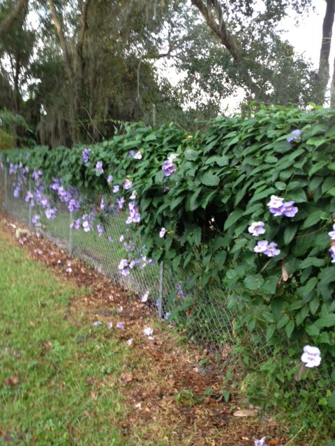 new pictures, flowers, gardening, outdoor living, Moon vine makes a great privacy vine