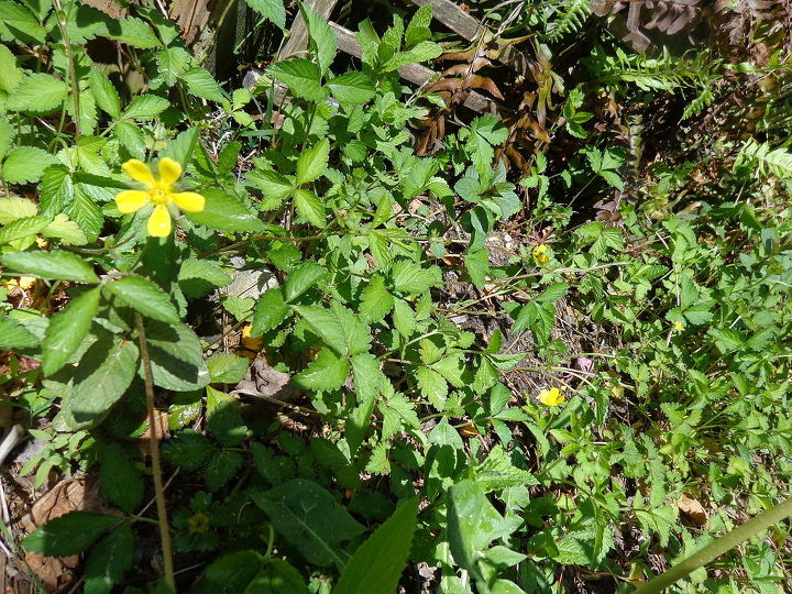 name these plants, flowers, gardening, Tiny yellow flower