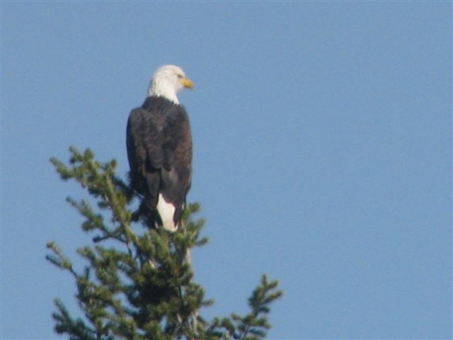 bald eagle, pets animals, This beautiful bird showed up outside my rec room window this morning