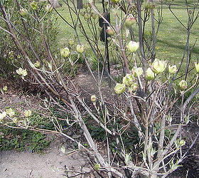 small house under a big sky backyard feeding bed, landscape, outdoor living, perennial, After the flowering cherry tree in the bird bed died we planted a flowering dogwood This is for the birds to land on and wait to feed