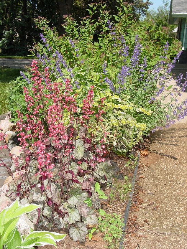 my gardens my breath of fresh air, flowers, gardening, Heuchera Helena s Blush Catmint Hosta and Spirea I love the tecture and soft colors
