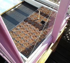 my mini greenhouse that my husband built me out of old windows, diy, gardening, go green, repurposing upcycling