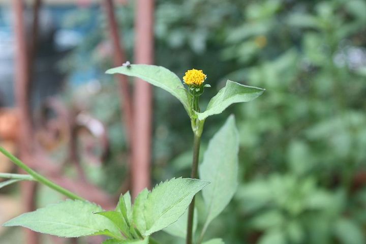 por favor algum pode me dizer o nome dessa planta, alto com pequenas cabe as de flores como o girassol