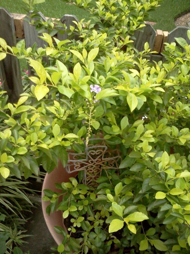 can someone identify this plant for me, flowers, gardening, This is the bush in full It s over 2 years old