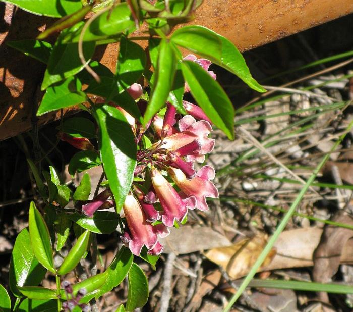 spring time in an australian bush garden, flowers, gardening, Pandorea native climber