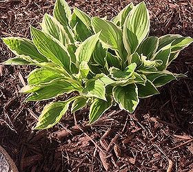 holes in my hostas, This is a hosta next to the new ones Doin great But a little wrinkly looking
