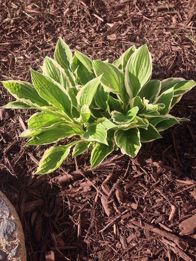 buracos nas minhas hostas, Este um hosta ao lado dos novos Est muito bem Mas parecendo um pouco enrugado