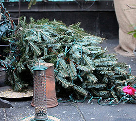urban garden winterizing update, container gardening, diy, flowers, gardening, perennial, seasonal holiday decor, urban living, Winter Season 2012 13 OOPS Christmas tree and stand not secured enough to sustain windy NYC