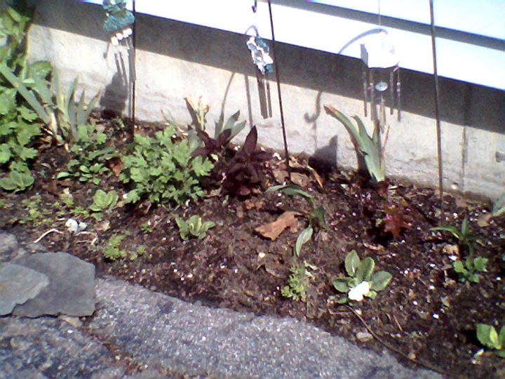transplanted perennials from old home to new yard weed control, flowers, gardening, landscape, perennial, Astilbe short Irises Coral bells and balloon flowers with room to grow