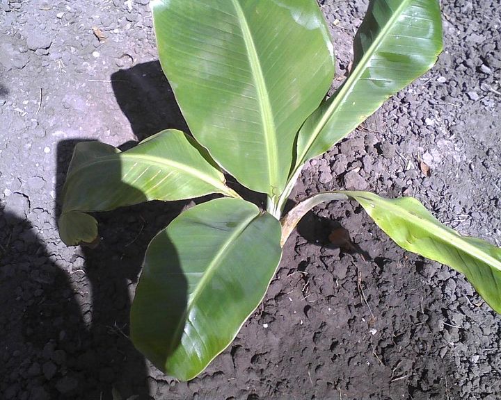 we ll see how this banana plant takes root, gardening, In my garden