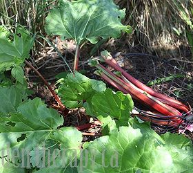 how to harvest rhubarb amp a sorbet recipe mmmm, gardening, Whether stalks are red or green doesn t affect flavour but the red stalks are generally preferred to make the beautiful pink colour often associated with rhubarb desserts