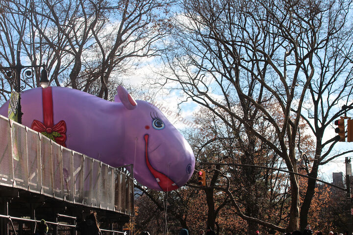 the day after thanksgiving, seasonal holiday d cor, thanksgiving decorations, HAPPPY HIPPO JOINS MACY S MARCHERS VIEW ONE Did you know he appeared in the parade in the 1940 s