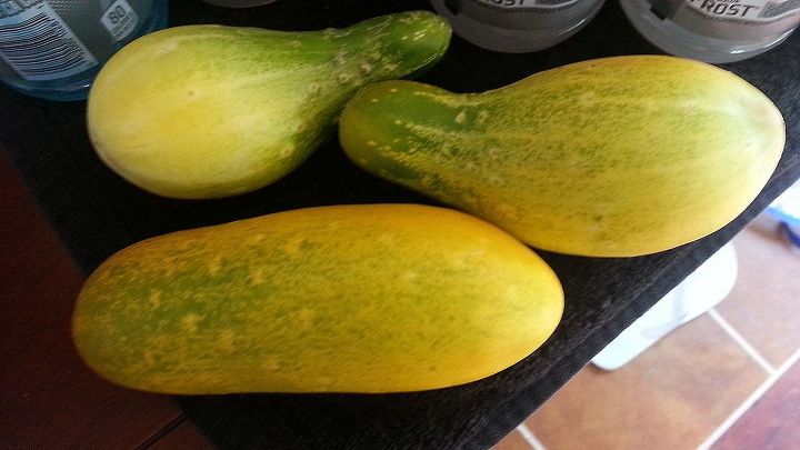 pepinos amarillos y naranjas cortos o redondos, Tir los redondos naranja en el bosque estos son m s peque os amarillos pero NO verde y nos preguntamos si ROUNDUP en los bosques podr a ser un problema con los cukes en nuestro patio