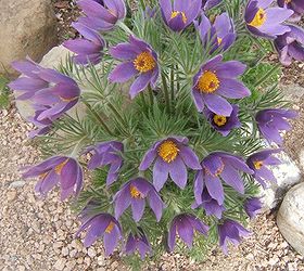 bee friendly plants from a bee breeder, gardening, Pulsatilla is loved by bees in the Spring
