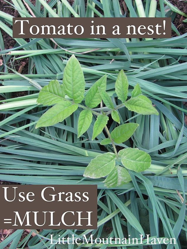 how to use grass as free garden mulch, gardening, go green, homesteading