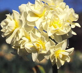 daffodils for florida yes, gardening, Erlicheer is a double flowered daffodil dating to 1934 Photo via brentandbeckysbulbs com