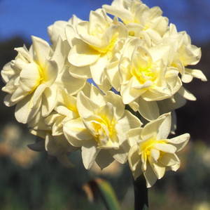 daffodils for florida yes, gardening, Erlicheer is a double flowered daffodil dating to 1934 Photo via brentandbeckysbulbs com