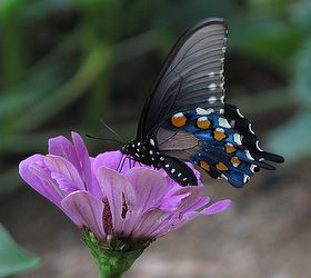 butterfly in my garden, gardening, pets animals