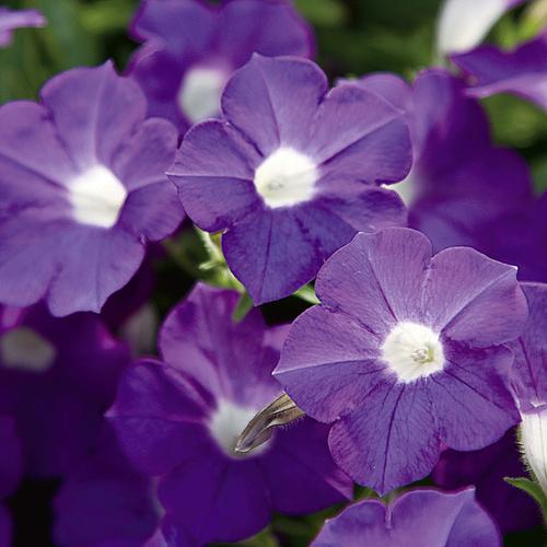 new 2013 annuals from the pw website, flowers, gardening, purple vinca