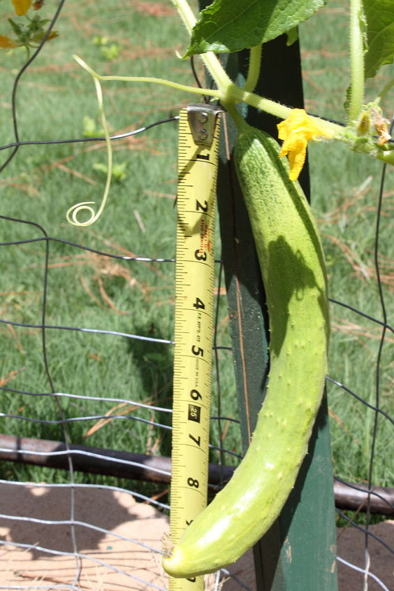 my husband planted this cucumber he does not remember the name any ideas, gardening