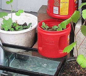 tiny aquaponics fun, container gardening, gardening, The water is dripping back into the fish tank