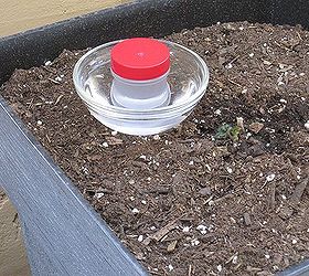 fun and low cost hummingbird feeders, gardening, Filled with sugar water sitting inside a bowl of water waiting for a thirsty bird