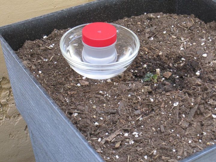 fun and low cost hummingbird feeders, gardening, Filled with sugar water sitting inside a bowl of water waiting for a thirsty bird