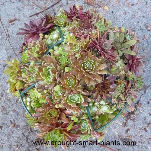 sempervivum sphere update, gardening, succulents, The now adult rosettes are filled in almost completely you can just barely see the wires