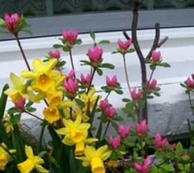 spring fever, flowers, gardening, hydrangea, outdoor living, Daffodils azaleas in the windowbox